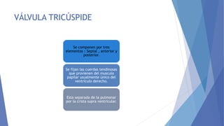 VÁLVULA TRICÚSPIDE
Se componen por tres
elementos : Septal , anterior y
posterior.
Se fijan las cuerdas tendinosas
que provienen del musculo
papilar usualmente único del
ventrículo derecho.
Esta separada de la pulmonar
por la crista supra ventricular.
 