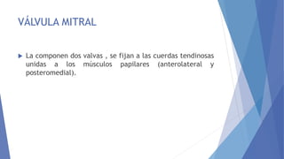 VÁLVULA MITRAL
 La componen dos valvas , se fijan a las cuerdas tendinosas
unidas a los músculos papilares (anterolateral y
posteromedial).
 
