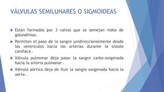 VÁLVULAS SEMILUNARES O SIGMOIDEAS
 Están formados por 3 valvas que se semejan nidos de
golondrinas.
 Permiten el paso de la sangre unidireccionalmente desde
los ventrículos hacia las arterias durante la sístole
cardíaca .
 Válvula pulmonar deja pasar la sangre carbo-oxigenada
hacia la arteria pulmonar .
 Válvula aórtica deja de fluir la sangre oxigenada hacia la
aorta .
 