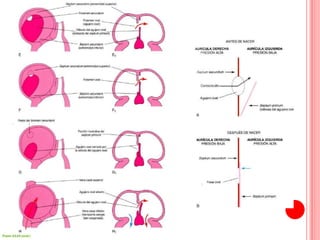 Cardiogenesis | PPTX