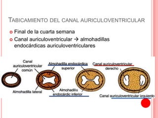 TABICAMIENTO DEL CANAL AURICULOVENTRICULAR
 Final de la cuarta semana
 Canal auriculoventricular  almohadillas
endocárdicas auriculoventriculares
 