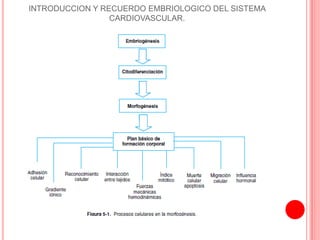 INTRODUCCION Y RECUERDO EMBRIOLOGICO DEL SISTEMA
CARDIOVASCULAR.
 