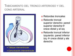 TABICAMIENTO DEL TRONCO ARTERIOSO Y DEL
CONO ARTERIAL
 Rebordes troncales
 Reborde troncal
superior derecho: pared
superior derecha
crece distal y al izq
 Reborde troncal inferior
izquierdo: pared inferior
izq. crece distal y ala
derecha
 