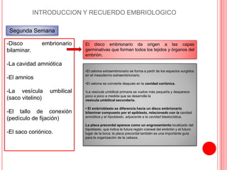 INTRODUCCION Y RECUERDO EMBRIOLOGICO
Segunda Semana
-Disco embrionario
bilaminar.
-La cavidad amniótica
-El amnios
-La vesícula umbilical
(saco vitelino)
-El tallo de conexión
(pedículo de fijación)
-El saco coriónico.
El disco embrionario da origen a las capas
germinativas que forman todos los tejidos y órganos del
embrión.
•El celoma extraembrionario se forma a partir de los espacios surgidos
en el mesodermo extraembrionario.
•El celoma se convierte después en la cavidad coriónica.
•La vesícula umbilical primaria se vuelve más pequeña y desparece
poco a poco a medida que se desarrolla la
vesícula umbilical secundaria.
• El embríoblasto se diferencia hacia un disco embrionario
bilaminar compuesto por el epiblasto, relacionado con la cavidad
amniótica y el hipoblasto, adyacente a la cavidad blastocística.
La placa precordal aparece como un engrosamiento localizado del
hipoblasto, que indica la futura región craneal del embrión y el futuro
lugar de la boca; la placa precordal también es una importante guía
para la organización de la cabeza.
 