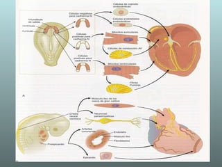 Cardiogenesis 1 | PPT