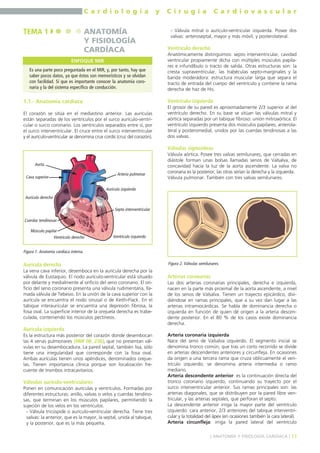TEMA 1 ANATOMÍA 
1.1.- Anatomía cardíaca 
C a r d i o l o g í a y C i r u g í a C a r d i o v a s c u l a r 
El corazón se sitúa en el mediastino anterior. Las aurículas 
están separadas de los ventrículos por el surco aurículo-ventri-cular 
o surco coronario. Los ventrículos separados entre sí, por 
el surco interventricular. El cruce entre el surco interventricular 
y el aurículo-ventricular se denomina crux cordis (cruz del corazón). 
Cuerdas tendinosas 
Músculo papilar 
Aurícula derecha 
La vena cava inferior, desemboca en la aurícula derecha por la 
válvula de Eustaquio. El nodo aurículo-ventricular está situado 
por delante y medialmente al orificio del seno coronario. El ori-ficio 
del seno coronario presenta una válvula rudimentaria, lla-mada 
válvula de Tebesio. En la unión de la cava superior con la 
aurícula se encuentra el nodo sinusal o de Keith-Flack. En el 
tabique interauricular se encuentra una depresión fibrosa, la 
fosa oval. La superficie interior de la orejuela derecha es trabe-culada, 
conteniendo los músculos pectíneos. 
Aurícula izquierda 
Es la estructura más posterior del corazón donde desembocan 
las 4 venas pulmonares (MIR 08, 236), que no presentan vál-vulas 
en su desembocadura. La pared septal, también lisa, sólo 
tiene una irregularidad que corresponde con la fosa oval. 
Ambas aurículas tienen unos apéndices, denominados orejue-las. 
Tienen importancia clínica porque son localización fre-cuente 
de trombos intracavitarios. 
Válvulas aurículo-ventriculares 
Ponen en comunicación aurículas y ventrículos. Formadas por 
diferentes estructuras: anillo, valvas o velos y cuerdas tendino-sas, 
que terminan en los músculos papilares, permitiendo la 
sujeción de los velos en los ventrículos. 
- Válvula tricúspide o aurículo-ventricular derecha. Tiene tres 
valvas: la anterior, que es la mayor, la septal, unida al tabique, 
y la posterior, que es la más pequeña. 
- Válvula mitral o aurículo-ventricular izquierda. Posee dos 
valvas: anteroseptal, mayor y más móvil, y posterolateral. 
Ventrículo derecho 
Anatómicamente distinguimos: septo interventricular, cavidad 
ventricular propiamente dicha con múltiples músculos papila-res 
e infundíbulo o tracto de salida. Otras estructuras son: la 
cresta supraventricular, las trabéculas septo-marginales y la 
banda moderadora: estructura muscular larga que separa el 
tracto de entrada del cuerpo del ventrículo y contiene la rama 
derecha de haz de His. 
Ventrículo izquierdo 
El grosor de su pared es aproximadamente 2/3 superior al del 
ventrículo derecho. En su base se sitúan las válvulas mitral y 
aórtica separadas por un tabique fibroso: unión mitroaórtica. El 
ventrículo izquierdo presenta dos músculos papilares, anterola-teral 
y posteromedial, unidos por las cuerdas tendinosas a las 
dos valvas. 
Válvulas sigmoideas 
Válvula aórtica. Posee tres valvas semilunares, que cerradas en 
diástole forman unas bolsas llamadas senos de Valsalva, de 
concavidad hacia la luz de la aorta ascendente. La valva no 
coronaria es la posterior, las otras serían la derecha y la izquierda. 
Válvula pulmonar. También con tres valvas semilunares. 
Arterias coronarias 
Las dos arterias coronarias principales, derecha e izquierda, 
nacen en la parte más proximal de la aorta ascendente, a nivel 
de los senos de Valsalva. Tienen un trayecto epicárdico, divi-diéndose 
en ramas principales, que a su vez dan lugar a las 
arterias intramiocárdicas. Se habla de dominancia derecha o 
izquierda en función de quien dé origen a la arteria descen-dente 
posterior. En el 80 % de los casos existe dominancia 
derecha. 
Arteria coronaria izquierda 
Nace del seno de Valsalva izquierdo. El segmento inicial se 
denomina tronco común, que tras un corto recorrido se divide 
en arterias descendentes anteriores y circunfleja. En ocasiones 
da origen a una tercera rama que cruza oblicuamente el ven-trículo 
izquierdo; se denomina arteria intermedia o ramo 
mediano. 
Arteria descendente anterior: es la continuación directa del 
tronco coronario izquierdo, continuando su trayecto por el 
surco interventricular anterior. Sus ramas principales son: las 
arterias diagonales, que se distribuyen por la pared libre ven-tricular, 
y las arterias septales, que perforan el septo. 
La descendente anterior irriga la mayor parte del ventrículo 
izquierdo: cara anterior, 2/3 anteriores del tabique interventri-cular 
y la totalidad del ápex (en ocasiones también la cara lateral). 
Arteria circunfleja: irriga la pared lateral del ventrículo 
] ANATOMÍA Y FISIOLOGÍA CARDÍACA [ 11 
Figura 1. Anatomía cardíaca interna. 
Figura 2. Válvulas semilunares. 
Arteria pulmonar 
Aorta 
Aurícula derecha 
Aurícula izquierda 
Septo interventricular 
Ventrículo derecho Ventrículo izquierdo 
Cava superior 
Y FISIOLOGÍA 
CARDÍACA 
ENFOQUE MIR 
Es una parte poco preguntada en el MIR, y, por tanto, hay que 
saber pocos datos, ya que éstos son memorísticos y se olvidan 
con facilidad. Sí que es importante conocer la anatomía coro-naria 
y la del sistema específico de conducción. 
 