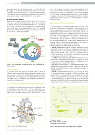 izquierdo y parte de la aurícula izquierda. En un 20% de casos 
da origen a la arteria descendente posterior (dominancia 
izquierda), dando flujo entonces a la cara posterior de ventrí-culo 
izquierdo, parte del tabique interventricular y, en algunos 
casos, ambos nodos y la casi totalidad de las aurículas. 
Arteria coronaria derecha 
Nace del seno coronario derecho. En el 80 % de los casos da 
origen a la arteria descendente posterior (dominancia derecha). 
En el 60 % de los casos da la arteria del nodo sinusal y en el 90 % 
de los casos la del nodo aurículo-ventricular. La coronaria dere-cha 
irriga la mayor parte de las cavidades derechas y, según la 
dominancia, el tabique interventricular posterior, cara posterior 
de la aurícula y ventrículo izquierdo. 
Coronaria 
izquierda 
Descendente 
anterior Circunfleja 
Anterior 
Coronaria 
derecha 
Nodo 
auriculo-ventricular 
Ventrículo 
derecho 
Septo 
Inferior 
Lateral 
Posterior 
Nodo 
sinusal 
Venas coronarias 
El corazón posee tres tipos de drenaje venoso: venas de 
Tebesio, que drenan sangre directamente a la cavidad cardía-ca; 
venas anteriores del ventrículo derecho: se dirigen a la aurí-cula 
derecha; venas tributarias del seno coronario, que discu-rren 
por el surco aurículo-ventricular posterior hasta desembo-car 
en la aurícula derecha. 
1.2.- Formación y conducción del impulso cardíaco 
En el corazón normal el impulso eléctrico se origina en el nódu-lo 
sinusal a una frecuencia de 60 a 100 lpm; desde allí se pro-paga 
a la musculatura auricular dando origen a su contracción 
y a la onda P en el electrocardiograma. A lo largo de los tres 
Nodo 
sinusal 
Nodo 
AV 
Rama 
derecha 
12 ] ANATOMÍA Y FISIOLOGÍA CARDÍACA [ 
haces internodales, el impulso sinusal llega rápidamente al 
nodo aurículo-ventricular, donde se produce un retraso en la 
conducción del estímulo (segmento PR del electrocardiogra-ma). 
Una vez se atraviesa el nodo aurículo-ventricular, el impul-so 
llega al sistema de His-Purkinje, desde donde se conduce 
rápidamente a toda la musculatura ventricular (QRS en el elec-trocardiograma). 
1.3.- Potencial de acción cardíaco 
En estado de reposo, la membrana de la célula miocárdica está 
cargada positivamente en el exterior y negativamente en el 
interior, registrándose una diferencia de potencial de -90 mV, 
llamado potencial de membrana de reposo. Este potencial se 
debe a un mecanismo activo, mediante consumo de ATP por la 
bomba Na-K que expulsa sodio hacia el exterior. Se provoca así 
carga externa positiva. El sodio no puede regresar al interior 
celular debido a que, en reposo, los poros de la membrana son 
muy pequeños para este ion. Al tiempo que se exteriorizan tres 
iones de sodio, penetran dos iones potasio, de forma que el 
resultado neto es una negativización intracelular. 
El potencial de acción se compone de cinco fases: 
- Fase 0: despolarización rápida. Cuando se estimula eléctri-camente 
la membrana celular, se produce una alteración de 
la permeabilidad. Así el sodio extracelular entra en la célula a 
través de los canales rápidos del sodio, de modo que se 
invierte la carga de la membrana, quedando la superficie 
interna positiva y la externa negativa. 
- Fase 1 y 2: repolarización lenta o fase de meseta. Se pro-duce 
porque hay una entrada de calcio a través de los cana-les 
lentos del calcio, produciéndose un equilibrio entre la 
entrada de calcio y la salida de potasio. 
- Fase 3: repolarización rápida. Fundamentalmente por salida 
masiva de potasio al exterior celular, y descenso marcado en 
el flujo de entrada de calcio, retornando así la célula a su 
estado de reposo. 
- Fase 4: en la mayoría de las células ésta es la fase de repo-so, 
pero en las células marcapaso o células P se produce una 
despolarización espontánea lenta sin necesidad de estímulo 
externo, que es causada por la entrada de calcio y sodio. 
Cuando la despolarización espontánea de la fase 4 alcanza el 
potencial umbral (-60 mV), se desencadena la despolarización 
rápida y todo el potencial de acción; a este fenómeno se le 
Manual A Mir www.academiamir.com 
Figura 3. Corte transversal de los ventrículos con las áreas irrigadas por cada 
arteria coronaria. 
Figura 4. Sistema de conducción cardíaco. 
Haz de His 
Rama 
izquierda 
+30 
0 
-30 
-60 
-90 
0 
PU 
100 msec 
PRA PRR 
1 
2 
3 
4 
Na 
Ca 
K 
Na 
K 
ATP 
PU: potencial umbral 
PRA: período refractario absoluto 
PRR: período refractario relativo 
Figura 5. Fases del potencial de acción y flujos iónicos principales. 
 