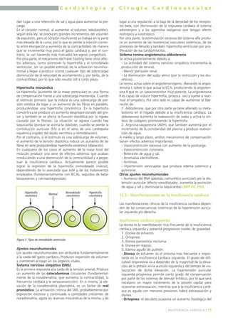 C a r d i o l o g í a y C i r u g í a C a r d i o v a s c u l a r 
dan lugar a una retención de sal y agua para aumentar la pre-carga. 
En el corazón normal, al aumentar el volumen telediastólico, 
según esta ley, se producen grandes incrementos del volumen 
de expulsión, pero el corazón insuficiente ya trabaja en la parte 
más elevada de la curva, por lo que se pierde la relación correc-ta 
entre elongación y aumento de la contractilidad, de manera 
que se incrementa muy poco el gasto cardíaco y, por el con-trario, 
se van haciendo más marcados los signos congestivos. 
Por otra parte, el mecanismo de Frank-Starling tiene otros efec-tos 
adversos, como promover la hipertrofia y el remodelado 
ventricular, ser un posible estímulo de la activación neurohor-monal 
y llegar a producir (como cualquier tipo de sobrecarga) 
disminución de la velocidad de acortamiento y, por tanto, de la 
contractilidad, por lo que sólo resulta útil a corto plazo. 
Hipertrofia miocárdica 
La hipertrofia (aumento de la masa ventricular) es una forma 
de compensación frente a una sobrecarga mantenida. Cuando 
el estímulo primario que la induce es una sobrecarga de pre-sión 
sistólica da lugar a un aumento de las fibras en paralelo, 
produciéndose una hipertrofia concéntrica. En la hipertrofia 
concéntrica se produce un aumento desproporcionado del gro-sor 
y también se ve afecta la función diastólica por la rigidez 
causada por la fibrosis. La situación se agrava cuando hay 
taquicardia (porque se acorta la diástole), cuando se pierde la 
contribución auricular (FA) o en el seno de una cardiopatía 
isquémica (rigidez del tejido necrótico y remodelación). 
Por el contrario, si el estímulo es una sobrecarga de volumen, 
el aumento de la tensión diastólica induce un aumento de las 
fibras en serie produciéndose hipertrofia excéntrica (dilatación). 
En cualquiera de los casos el aumento de la masa total del 
músculo produce una serie de efectos adversos que acaban 
conduciendo a una disminución de la contractilidad y a perpe-tuar 
la insuficiencia cardíaca. Actualmente parece posible 
lograr la regresión de la hipertrofia (remodelado inverso), 
dependiendo de lo avanzada que esté y de los tratamientos 
empleados (fundamentalmente con IECAs, seguidos de beta-bloqueantes 
y calcioantagonistas). 
Hipertrofia 
excéntrica Normal Remodelado 
concéntrico 
Ajustes neurohumorales 
Los ajustes neurohumorales son atribuidos fundamentalmente 
a la caída del gasto cardíaco. Producen expansión de volumen 
y mantienen el riego en los órganos vitales. 
Sistema nervioso simpático (SNS) 
Es la primera respuesta a la caída de la tensión arterial. Produce 
un aumento de las catecolaminas circulantes (fundamental-mente 
de la noradrenalina, que aumenta la contractilidad, la 
frecuencia cardíaca y la venoconstricción). En sí misma, la ele-vación 
de la noradrenalina plasmática, es un factor de mal 
pronóstico. La activación crónica del SNS, probablemente por 
exposición excesiva y continuada a cantidades crecientes de 
noradrenalina, agota las reservas miocárdicas de la misma, y da 
lugar a una regulación a la baja de la densidad de los recepto-res 
beta, con disminución de la respuesta cardíaca al sistema 
adrenérgico y a los agonistas exógenos que tengan efecto 
inotrópico y lusotrópico. 
Por otra parte, la estimulación excesiva del sistema alfa produ-ce 
un aumento de las resistencias vasculares sistémicas, de las 
presiones de llenado y también hipertrofia ventricular por pro-liferación 
de los cardiomiocitos. 
Sistema renina-angiotensina-aldosterona 
Se activa posteriormente debido a: 
- La actividad del sistema nervioso simpático (incrementa la 
producción de renina). 
- Menor perfusión renal. 
- La disminución del sodio sérico (por la restricción y los diu-réticos). 
La renina actúa sobre el angiotensinógeno, liberando la angio-tensina 
I, sobre la que actúa la ECA, produciendo la angioten-sina 
II que es un vasoconstrictor muy potente. La angiotensina 
II es capaz de inducir hipertrofia, provoca sed y vuelve a reac-tivar 
el simpático. Por otro lado es capaz de aumentar la libe-ración 
de: 
1. Aldosterona, que por otra parte ya tiene alterado su meta-bolismo 
en el hígado debido a la insuficiencia cardíaca. La 
aldosterona aumenta la reabsorción de sodio y activa la sín-tesis 
de colágeno promoviendo la hipertrofia 
2. Arginina-vasopresina (ADH), que también aumenta por el 
incremento de la osmolaridad del plasma y produce reabsor-ción 
de agua. 
A medio y largo plazo, ambos mecanismos de compensación 
tienen efectos adversos importantes: 
- Vasoconstricción excesiva con aumento de la postcarga. 
- Vasoconstricción coronaria. 
- Retención de agua y sal. 
- Anomalías electrolíticas. 
- Arritmias. 
- Hipertensión venocapilar que produce edema sistémico y 
pulmonar. 
Otros ajustes neurohumorales 
- Aumento del PNA (péptido natriurético auricular) por la dis-tensión 
auricular (efecto vasodilatador, aumenta la excreción 
de agua y sal y disminuye la taquicardia) (MIR 04, 204). 
12.3.- Manifestaciones de la insuficiencia cardíaca 
Las manifestaciones clínicas de la insuficiencia cardíaca depen-den 
de las consecuencias sistémicas de la hipertensión auricu-lar 
izquierda y/o derecha. 
Insuficiencia cardíaca izquierda 
La disnea es la manifestación más frecuente de la insuficiencia 
cardíaca izquierda y presenta progresivos niveles de gravedad: 
1. Disnea de esfuerzo. 
2. Ortopnea. 
3. Disnea paroxística nocturna. 
4. Disnea en reposo. 
5. Edema agudo de pulmón. 
- Disnea de esfuerzo: es el síntoma más frecuente e impor-tante 
en la insuficiencia cardíaca izquierda. El grado de difi-cultad 
respiratoria va a depender de la magnitud de la eleva-ción 
de la presión en la aurícula izquierda y del tiempo de ins-tauración 
de dicha elevación. La hipertensión auricular 
izquierda progresiva permite cierto grado de compensación 
por parte de los sistemas de drenaje linfático, por lo que será 
necesario un mayor incremento de la presión capilar para 
ocasionar extravasación, mientras que si la insuficiencia cardí-aca 
es aguda con menores presiones habrá extravasación y 
disnea. 
- Ortopnea: el decúbito ocasiona un aumento fisiológico del 
] INSUFICIENCIA CARDÍACA [ 75 
Figura 3. Tipos de remodelado ventricular. 
Hipertrofia 
concéntrica 
 