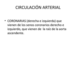 CIRCULACIÓN ARTERIAL

• CORONARIAS (derecha e izquierda) que
  vienen de los senos coronarios derecho e
  izquierdo, que vienen de la raíz de la aorta
  ascendente.
 