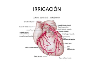 IRRIGACIÓN
 