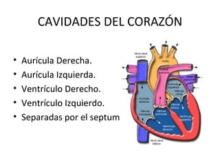 CAVIDADES DEL CORAZÓN

•   Aurícula Derecha.
•   Aurícula Izquierda.
•   Ventrículo Derecho.
•   Ventrículo Izquierdo.
•   Separadas por el septum.
 