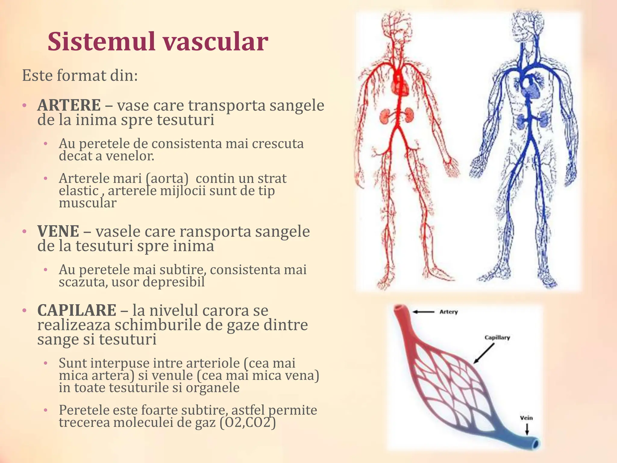 Cardiologiee_Curs_1_Anatomiaa_inimii.pptx