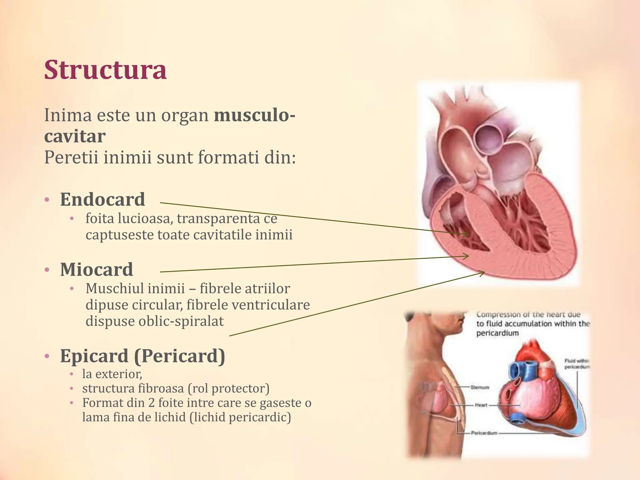 Cardiologiee_Curs_1_Anatomiaa_inimii.pptx