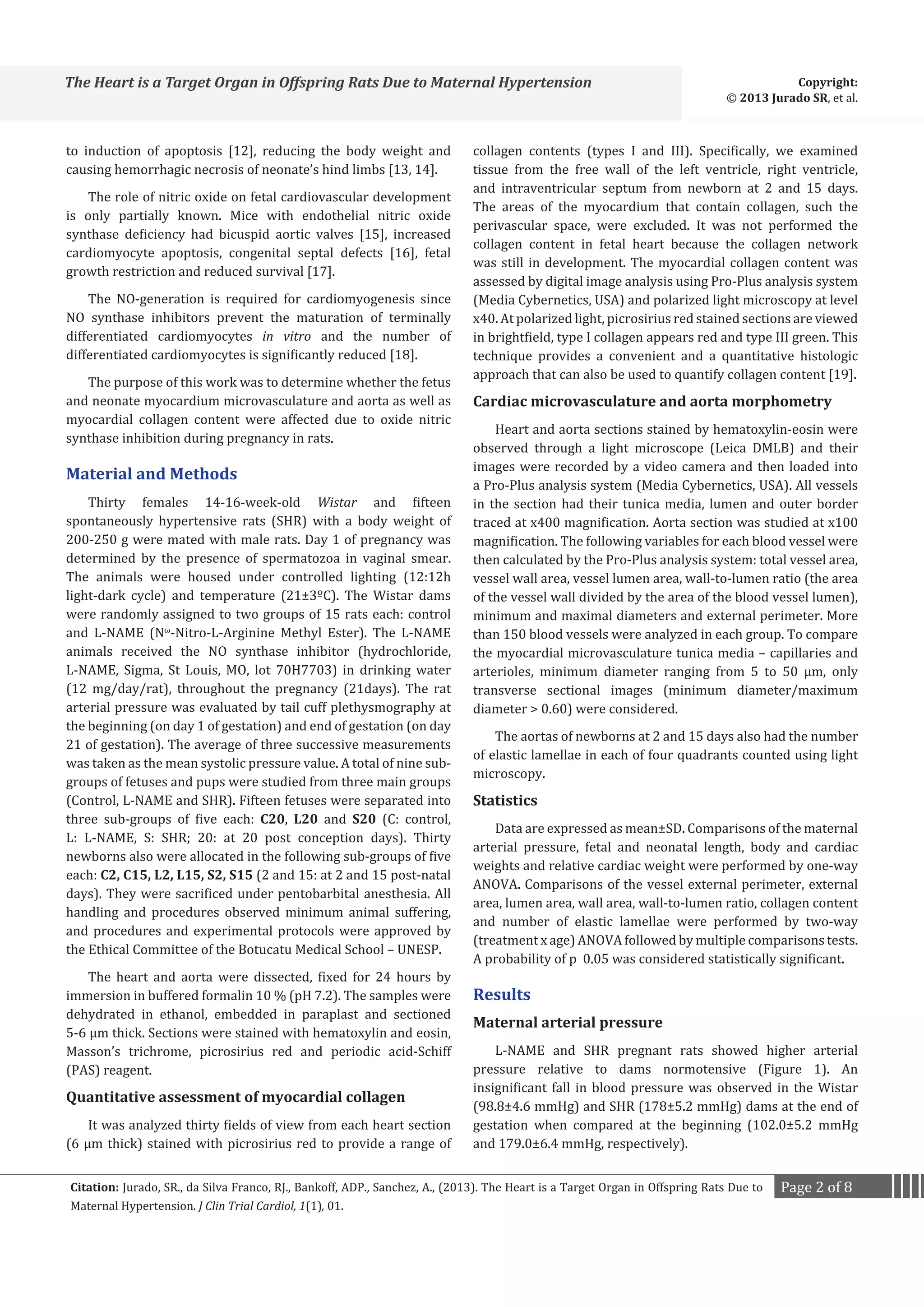 The Heart is a Target Organ in Offspring Rats Due to Maternal Hypertension
to induction of apoptosis [12], reducing the body weight and
causing hemorrhagic necrosis of neonate’s hind limbs [13, 14].

The role of nitric oxide on fetal cardiovascular development
is only partially known. Mice with endothelial nitric oxide
synthase deficiency had bicuspid aortic valves [15], increased
cardiomyocyte apoptosis, congenital septal defects [16], fetal
growth restriction and reduced survival [17].
The NO-generation is required for cardiomyogenesis since
NO synthase inhibitors prevent the maturation of terminally
differentiated cardiomyocytes in vitro and the number of
differentiated cardiomyocytes is significantly reduced [18].

The purpose of this work was to determine whether the fetus
and neonate myocardium microvasculature and aorta as well as
myocardial collagen content were affected due to oxide nitric
synthase inhibition during pregnancy in rats.

Material and Methods

Thirty females 14-16-week-old Wistar and fifteen
spontaneously hypertensive rats (SHR) with a body weight of
200-250 g were mated with male rats. Day 1 of pregnancy was
determined by the presence of spermatozoa in vaginal smear.
The animals were housed under controlled lighting (12:12h
light-dark cycle) and temperature (21±3ºC). The Wistar dams
were randomly assigned to two groups of 15 rats each: control
and L-NAME (Nω-Nitro-L-Arginine Methyl Ester). The L-NAME
animals received the NO synthase inhibitor (hydrochloride,
L-NAME, Sigma, St Louis, MO, lot 70H7703) in drinking water
(12 mg/day/rat), throughout the pregnancy (21days). The rat
arterial pressure was evaluated by tail cuff plethysmography at
the beginning (on day 1 of gestation) and end of gestation (on day
21 of gestation). The average of three successive measurements
was taken as the mean systolic pressure value. A total of nine subgroups of fetuses and pups were studied from three main groups
(Control, L-NAME and SHR). Fifteen fetuses were separated into
three sub-groups of five each: C20, L20 and S20 (C: control,
L: L-NAME, S: SHR; 20: at 20 post conception days). Thirty
newborns also were allocated in the following sub-groups of five
each: C2, C15, L2, L15, S2, S15 (2 and 15: at 2 and 15 post-natal
days). They were sacrificed under pentobarbital anesthesia. All
handling and procedures observed minimum animal suffering,
and procedures and experimental protocols were approved by
the Ethical Committee of the Botucatu Medical School – UNESP.
The heart and aorta were dissected, fixed for 24 hours by
immersion in buffered formalin 10 % (pH 7.2). The samples were
dehydrated in ethanol, embedded in paraplast and sectioned
5-6 µm thick. Sections were stained with hematoxylin and eosin,
Masson’s trichrome, picrosirius red and periodic acid-Schiff
(PAS) reagent.

Quantitative assessment of myocardial collagen

It was analyzed thirty fields of view from each heart section
(6 µm thick) stained with picrosirius red to provide a range of

Copyright:
© 2013 Jurado SR, et al.

collagen contents (types I and III). Specifically, we examined
tissue from the free wall of the left ventricle, right ventricle,
and intraventricular septum from newborn at 2 and 15 days.
The areas of the myocardium that contain collagen, such the
perivascular space, were excluded. It was not performed the
collagen content in fetal heart because the collagen network
was still in development. The myocardial collagen content was
assessed by digital image analysis using Pro-Plus analysis system
(Media Cybernetics, USA) and polarized light microscopy at level
x40. At polarized light, picrosirius red stained sections are viewed
in brightfield, type I collagen appears red and type III green. This
technique provides a convenient and a quantitative histologic
approach that can also be used to quantify collagen content [19].

Cardiac microvasculature and aorta morphometry

Heart and aorta sections stained by hematoxylin-eosin were
observed through a light microscope (Leica DMLB) and their
images were recorded by a video camera and then loaded into
a Pro-Plus analysis system (Media Cybernetics, USA). All vessels
in the section had their tunica media, lumen and outer border
traced at x400 magnification. Aorta section was studied at x100
magnification. The following variables for each blood vessel were
then calculated by the Pro-Plus analysis system: total vessel area,
vessel wall area, vessel lumen area, wall-to-lumen ratio (the area
of the vessel wall divided by the area of the blood vessel lumen),
minimum and maximal diameters and external perimeter. More
than 150 blood vessels were analyzed in each group. To compare
the myocardial microvasculature tunica media – capillaries and
arterioles, minimum diameter ranging from 5 to 50 µm, only
transverse sectional images (minimum diameter/maximum
diameter > 0.60) were considered.
The aortas of newborns at 2 and 15 days also had the number
of elastic lamellae in each of four quadrants counted using light
microscopy.

Statistics

Data are expressed as mean±SD. Comparisons of the maternal
arterial pressure, fetal and neonatal length, body and cardiac
weights and relative cardiac weight were performed by one-way
ANOVA. Comparisons of the vessel external perimeter, external
area, lumen area, wall area, wall-to-lumen ratio, collagen content
and number of elastic lamellae were performed by two-way
(treatment x age) ANOVA followed by multiple comparisons tests.
A probability of p 0.05 was considered statistically significant.

Results

Maternal arterial pressure

L-NAME and SHR pregnant rats showed higher arterial
pressure relative to dams normotensive (Figure 1). An
insignificant fall in blood pressure was observed in the Wistar
(98.8±4.6 mmHg) and SHR (178±5.2 mmHg) dams at the end of
gestation when compared at the beginning (102.0±5.2 mmHg
and 179.0±6.4 mmHg, respectively).

Citation: Jurado, SR., da Silva Franco, RJ., Bankoff, ADP., Sanchez, A., (2013). The Heart is a Target Organ in Offspring Rats Due to
Maternal Hypertension. J Clin Trial Cardiol, 1(1), 01.

Page 2 of 8

 