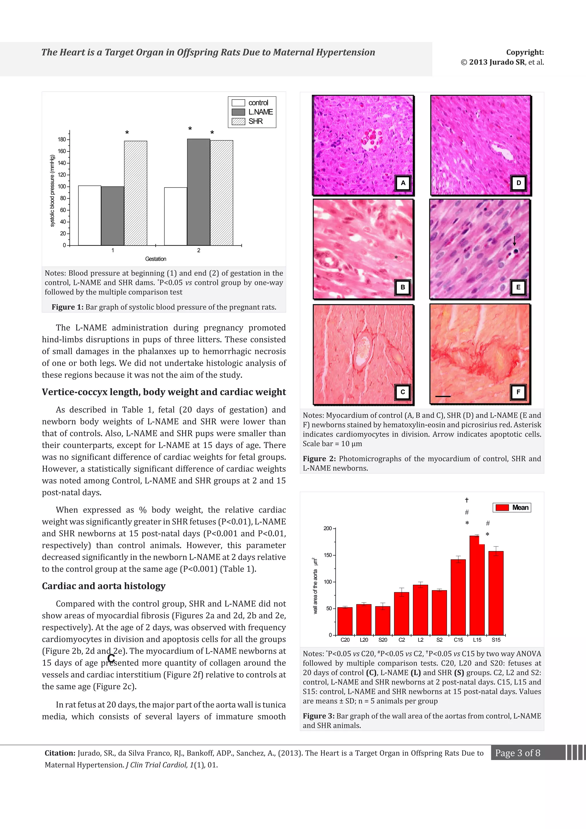 Copyright:
© 2013 Jurado SR, et al.

The Heart is a Target Organ in Offspring Rats Due to Maternal Hypertension

systolic blood pressure (mmHg)

*

*

180

control
L.NAME
SHR

*

*

160
140
120

A

D

Figure 1: Bar graph of systolic blood pressure of the pregnant rats.

B

E

Vertice-coccyx length, body weight and cardiac weight

C

F

100
80
60
40
20
0

1

2

Notes: Blood pressure at beginning (1) and end (2) of gestation in the
control, L-NAME and SHR dams. *P<0.05 vs control group by one-way
followed by the multiple comparison test

*

Gestation

As described in Table 1, fetal (20 days of gestation) and
newborn body weights of L-NAME and SHR were lower than
that of controls. Also, L-NAME and SHR pups were smaller than
their counterparts, except for L-NAME at 15 days of age. There
was no significant difference of cardiac weights for fetal groups.
However, a statistically significant difference of cardiac weights
was noted among Control, L-NAME and SHR groups at 2 and 15
post-natal days.
When expressed as % body weight, the relative cardiac
weight was significantly greater in SHR fetuses (P<0.01), L-NAME
and SHR newborns at 15 post-natal days (P<0.001 and P<0.01,
respectively) than control animals. However, this parameter
decreased significantly in the newborn L-NAME at 2 days relative
to the control group at the same age (P<0.001) (Table 1).

Cardiac and aorta histology

Compared with the control group, SHR and L-NAME did not
show areas of myocardial fibrosis (Figures 2a and 2d, 2b and 2e,
respectively). At the age of 2 days, was observed with frequency
cardiomyocytes in division and apoptosis cells for all the groups
(Figure 2b, 2d and 2e). The myocardium of L-NAME newborns at
C
15 days of age presented more quantity of collagen around the
vessels and cardiac interstitium (Figure 2f) relative to controls at
the same age (Figure 2c).
In rat fetus at 20 days, the major part of the aorta wall is tunica
media, which consists of several layers of immature smooth

Notes: Myocardium of control (A, B and C), SHR (D) and L-NAME (E and
F) newborns stained by hematoxylin-eosin and picrosirius red. Asterisk
indicates cardiomyocytes in division. Arrow indicates apoptotic cells.
Scale bar = 10 μm
Figure 2: Photomicrographs of the myocardium of control, SHR and
L-NAME newborns.


Mean

#

*

200

wall area of the aorta µm2

The L-NAME administration during pregnancy promoted
hind-limbs disruptions in pups of three litters. These consisted
of small damages in the phalanxes up to hemorrhagic necrosis
of one or both legs. We did not undertake histologic analysis of
these regions because it was not the aim of the study.

#

*

150

100

50

0

Notes: P<0.05 vs C20, P<0.05 vs C2, P<0.05 vs C15 by two way ANOVA
followed by multiple comparison tests. C20, L20 and S20: fetuses at
20 days of control (C), L-NAME (L) and SHR (S) groups. C2, L2 and S2:
control, L-NAME and SHR newborns at 2 post-natal days. C15, L15 and
S15: control, L-NAME and SHR newborns at 15 post-natal days. Values
are means ± SD; n = 5 animals per group
*

C20

L20

S20

#

C2

L2

S2

C15

L15

S15



Figure 3: Bar graph of the wall area of the aortas from control, L-NAME
and SHR animals.

Citation: Jurado, SR., da Silva Franco, RJ., Bankoff, ADP., Sanchez, A., (2013). The Heart is a Target Organ in Offspring Rats Due to
Maternal Hypertension. J Clin Trial Cardiol, 1(1), 01.

Page 3 of 8

 