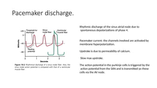 Max Upstroke Cardiology Tutorial_Physiology and Antiarrythmic drugs_RMK (1).pptx