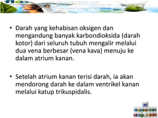 • Darah yang kehabisan oksigen dan
mengandung banyak karbondioksida (darah
kotor) dari seluruh tubuh mengalir melalui
dua vena berbesar (vena kava) menuju ke
dalam atrium kanan.
• Setelah atrium kanan terisi darah, ia akan
mendorong darah ke dalam ventrikel kanan
melalui katup trikuspidalis.
 