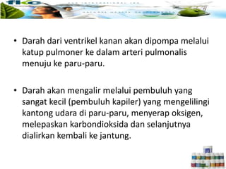 • Darah dari ventrikel kanan akan dipompa melalui
katup pulmoner ke dalam arteri pulmonalis
menuju ke paru-paru.
• Darah akan mengalir melalui pembuluh yang
sangat kecil (pembuluh kapiler) yang mengelilingi
kantong udara di paru-paru, menyerap oksigen,
melepaskan karbondioksida dan selanjutnya
dialirkan kembali ke jantung.
 