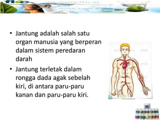 • Jantung adalah salah satu
organ manusia yang berperan
dalam sistem peredaran
darah
• Jantung terletak dalam
rongga dada agak sebelah
kiri, di antara paru-paru
kanan dan paru-paru kiri.
 