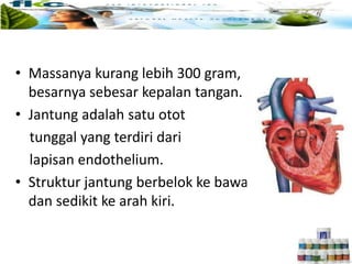 • Massanya kurang lebih 300 gram,
besarnya sebesar kepalan tangan.
• Jantung adalah satu otot
tunggal yang terdiri dari
lapisan endothelium.
• Struktur jantung berbelok ke bawah
dan sedikit ke arah kiri.
 