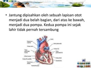 • Jantung dipisahkan oleh sebuah lapisan otot
menjadi dua belah bagian, dari atas ke bawah,
menjadi dua pompa. Kedua pompa ini sejak
lahir tidak pernah tersambung
 