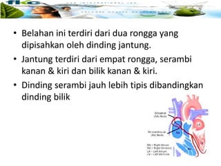 • Belahan ini terdiri dari dua rongga yang
dipisahkan oleh dinding jantung.
• Jantung terdiri dari empat rongga, serambi
kanan & kiri dan bilik kanan & kiri.
• Dinding serambi jauh lebih tipis dibandingkan
dinding bilik
 