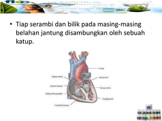 • Tiap serambi dan bilik pada masing-masing
belahan jantung disambungkan oleh sebuah
katup.
 