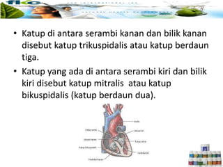 • Katup di antara serambi kanan dan bilik kanan
disebut katup trikuspidalis atau katup berdaun
tiga.
• Katup yang ada di antara serambi kiri dan bilik
kiri disebut katup mitralis atau katup
bikuspidalis (katup berdaun dua).
 