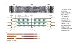 1. CARDIOMIOPATIA
DILATADA
2. CARDIOMIOPATIA
HIPERTROFICA
3. CARDIOPATIA
CONGENITA
4. CANALOPATIAS
5. CARDIOMIOPATIA
VENTRICULAR
ARRITMOGENICA
6. ENFERMEDAD
NEUROMUSCULAR
7. SINDROMATICO
GENETICA
 