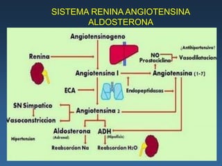 SISTEMA RENINA ANGIOTENSINA
       ALDOSTERONA
 