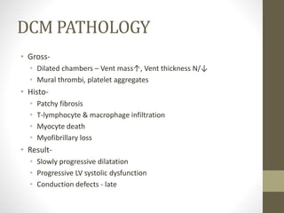DCM PATHOLOGY
• Gross-
• Dilated chambers – Vent mass↑, Vent thickness N/↓
• Mural thrombi, platelet aggregates
• Histo-
• Patchy fibrosis
• T-lymphocyte & macrophage infiltration
• Myocyte death
• Myofibrillary loss
• Result-
• Slowly progressive dilatation
• Progressive LV systolic dysfunction
• Conduction defects - late
 