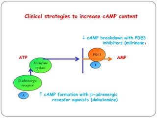  cAMP breakdown with PDE3
inhibitors (milrinone)
I
PDE3
 cAMP formation with -adrenergic
receptor agonists (dobutamine)
A
-adrenergic
receptor
Adenylate
cyclase
ATP
Clinical strategies to increase cAMP content
AMP
 