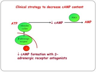 Clinical strategy to decrease cAMP content
 cAMP formation with -
adrenergic receptor antagonists
I
-adrenergic
receptor
Adenylate
cyclase
ATP  cAMP
PDE3
AMP
 