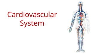 Cardiovascular System Structure and Function Notes | PPTX