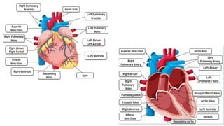 Cardiovascular System Structure and Function Notes | PPTX