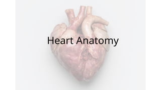 Cardiovascular System Structure and Function Notes | PPTX