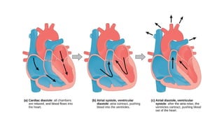 Cardiovascular System Structure and Function Notes | PPTX