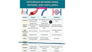 Cardiovascular System Structure and Function Notes | PPTX
