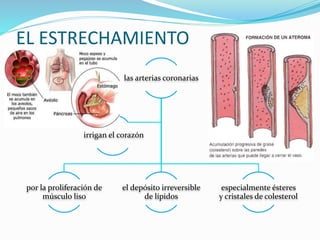 EL ESTRECHAMIENTO
las arterias coronarias
por la proliferación de
músculo liso
el depósito irreversible
de lípidos
especialmente ésteres
y cristales de colesterol
irrigan el corazón
 