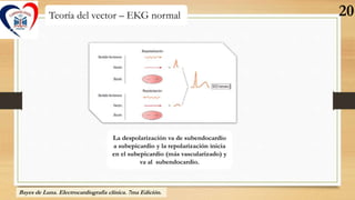 Teoría del vector – EKG normal
La despolarización va de subendocardio
a subepicardio y la repolarización inicia
en el sube...