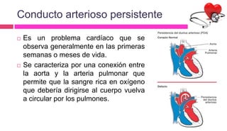 Conducto arterioso persistente
 Es un problema cardíaco que se
observa generalmente en las primeras
semanas o meses de vida.
 Se caracteriza por una conexión entre
la aorta y la arteria pulmonar que
permite que la sangre rica en oxígeno
que debería dirigirse al cuerpo vuelva
a circular por los pulmones.
 