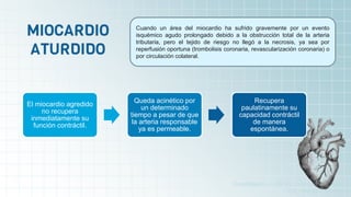 Guadalajara, J. (2012). Cardiología. México,
D.F.: Méndez Editores.
Cuando un área del miocardio ha sufrido gravemente por un evento
isquémico agudo prolongado debido a la obstrucción total de la arteria
tributaria, pero el tejido de riesgo no llegó a la necrosis, ya sea por
reperfusión oportuna (trombolisis coronaria, revascularización coronaria) o
por circulación colateral.
El miocardio agredido
no recupera
inmediatamente su
función contráctil.
Queda acinético por
un determinado
tiempo a pesar de que
la arteria responsable
ya es permeable.
Recupera
paulatinamente su
capacidad contráctil
de manera
espontánea.
 