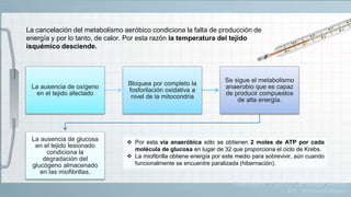 La cancelación del metabolismo aeróbico condiciona la falta de producción de
energía y por lo tanto, de calor. Por esta razón la temperatura del tejido
isquémico desciende.
La ausencia de oxígeno
en el tejido afectado
Bloquea por completo la
fosforilación oxidativa a
nivel de la mitocondria
Se sigue el metabolismo
anaerobio que es capaz
de producir compuestos
de alta energía.
La ausencia de glucosa
en el tejido lesionado
condiciona la
degradación del
glucógeno almacenado
en las miofibrillas.
 Por esta vía anaeróbica sólo se obtienen 2 moles de ATP por cada
molécula de glucosa en lugar de 32 que proporciona el ciclo de Krebs.
 La miofibrilla obtiene energía por este medio para sobrevivir, aún cuando
funcionalmente se encuentre paralizada (hibernación).
Guadalajara, J. (2012). Cardiología. México,
D.F.: Méndez Editores.
 