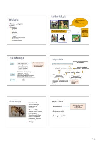 12
 Primáriaou idiopática
 Genética
 Secundária
 Inflamação
 Trauma
 Isquemia
 Neoplasias
 Nutricionais
 Carnitina
 Taurina
 Anormalidades bioquímicas
 Doxorrubicina
 Doenças autoimunes
Etiologia
Epidemiologia
Cães de raça grande e
gigante
Machos
4 a 10 anos de idade
Aumento
da casuística
em cães de
porte médio
Cockers
Dalmatas
Boxer e Doberman Pinscher
miocardiopatia específica
Fisiopatologia
Fase I
Fase II
Fase III
Lesão no miocárdio
Causas: iatrogênicas,
genéticas, metabólicas,
nutricionais, tóxicas
ou imunológicas
Alteração da
função sistólica
Mecanismos de compensação
Apoptose de miócitos
Hipertrofia de miócitos
Perda contínua de função contrátil
Diminuição do débito cardíaco
ICC
Fisiopatologia
Deficiência da contratilidade ventricular
Redução do bombeamento sistólico
Diminuição do débito cardiaco
Diminuição da
perfusão sanguinea
_
Mecanismos
compensatórios
+
Aumento da frequência cardíaca
Aumento da resistência vascular
periférica
Retenção de volume
Aumenta o
volume vascular
e o tônus
vascular
Isquemia miocárdica
taquicardia e fibrilação atrial
ICC
Acúmulo de cálcio nas células
do miocárdio
Sintomatologia
 Evolução aguda
 Fraqueza, letargia,
intolerânciaao
exercício,
 Mucosas pálidas
 Pulso da artéria femoral
fracos e rápidos
 Sinais de insuficiência
cardíacacongestiva
(taquipneia, dispneia,
tosse, ascite)
 Síncope
SINAIS CLÍNICOS
. Assintomáticos
. Sinais leves de ICC
. Sinais graves de ICC
ARRITIMIAS GRAVES
SÍNCOPE
MORTE SÚBITA
 