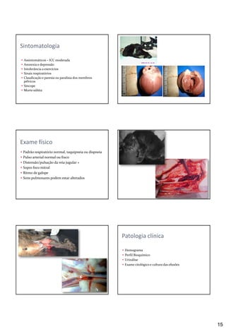 15
 Assintomáticos – ICC moderada
 Anorexia e depressão
 Intolerância a exercícios
 Sinais respiratórios
 Claudicação e paresia ou paralisia dos membros
pélvicos
 Síncope
 Morte súbita
Sintomatologia
 Padrão respiratório normal, taquipneia ou dispneia
 Pulso arterial normal ou fraco
 Distensão/pulsação da veia jugular +
 Sopro foco mitral
 Ritmo de galope
 Sons pulmonares podem estar alterados
Exame físico
 Hemograma
 Perfil Bioquímico
 Urinálise
 Exame citológico e cultura das efusões
Patologia clínica
 