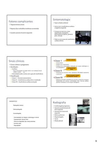 9
 Taquiarritimias atriais
 Ruptura das cordoalhas tendíneas acometidas
 Grande aumento do átrio esquerdo
Fatores complicantes
Sintomatologia
 Sopro achado acidental
 Inicia com a insuficiênciacardíaca
congestiva esquerda
 Cansaço ao exercício, tosse,
inquietação, taquipnéia,
diminuição do apetite, perda de
peso, síncope
 Pode ocorrersinais de insuficiência
cardíacadireita
Sinais clínicos
 Curso crônico e progressivo
 Ascultação-
 Cardíaca
 Sopro holossistólico na região mitral, com irradiação dorsal,
caudal e cranial
 Intensidade tende a variar com o grau de insuficiência
 Classificação
 Classe I – Paciente assintomático
 Classe II – Insuficiênciacardíaca leve a moderada
 Classe III – Insuficiênciacardíacaavançada
Classe I
 Assintomático
 Evidência de compensação
 Evidência de compensação e detecção nos exames radiológicos e
ecocardiográficos
Classe II
 Intolerância ao exercício, tosse, taquipneia, dificuldade respiratória
e ascite leve
Classe III
 Dispneia acentuada, intolerância ao exercício, posição de ortopneia,
hipoperfusão em repouso, extremidades frias, mucosas pálidas,
paciente moribundo ou em choque cardiogênico
Achado acidental
Queixa principal
Tosse
Tosse excessiva, posição
de ortopneia, síncope, ....
DIAGNÓSTICO
Radiografia torácica
Eletrocardiografia
Ecocardiografia
. Anormalidades em relação a sobrecarga e volume
. Espessamento válvula mitral
. Perda da integridade das cordas tendíneas
. Aumento atrial
. Regurgitação
Radiografia
 Cardiomegaliaprogressiva
 Aumento predominantedo
átrio esquerdo
 Aumento do ventrículo
esquerdo
 Edema pulmonar
 Hepatomegalia
 Ascite
 Efusão pleural
 