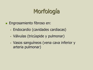 Morfología
   Engrosamiento fibroso en:
       Endocardio (cavidades cardiacas)
       Válvulas (tricúspide y pulmonar)
       Vasos sanguíneos (vena cava inferior y
        arteria pulmonar)
 