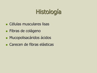 Histología
   Células musculares lisas
   Fibras de colágeno
   Mucopolisacáridos ácidos
   Carecen de fibras elásticas
 