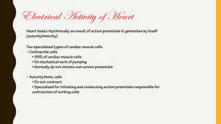 Heart beats rhythmically as result of action potentials it generates by itself
(autorhythmicity)
Two specialized types of cardiac muscle cells
– Contractile cells
• 99% of cardiac muscle cells
• Do mechanical work of pumping
• Normally do not initiate own action potentials
– Autorhythmic cells
• Do not contract
• Specialized for initiating and conducting action potentials responsible for
contraction of working cells
Electrical Activity of Heart
 