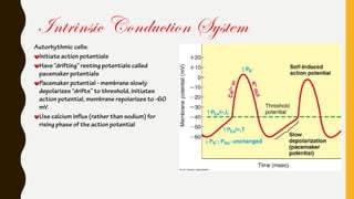 Intrinsic Conduction System
Autorhythmic cells:
Initiate action potentials
Have “drifting” resting potentials called
pacemaker potentials
Pacemaker potential - membrane slowly
depolarizes “drifts” to threshold, initiates
action potential, membrane repolarizes to -60
mV.
Use calcium influx (rather than sodium) for
rising phase of the action potential
 